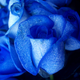 Una rosa azul teñida artificialmente. Foto: Wikipedia